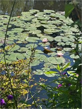 04-Girerny-Water-Lillies