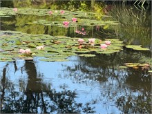 12-Girerny-Water-Lillies