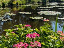 18-Girerny-Water-Lillies