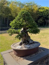 017-Spirited-Garden
