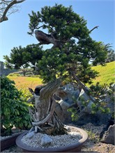 039-Spirited-Garden