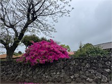 027-Seongeup-Folk-Village