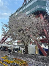 019-Sapporo-0504