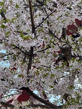 021-Sapporo-0504