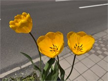 025-Sapporo-0505