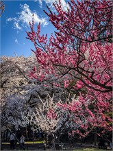 018-Maruyama-Park