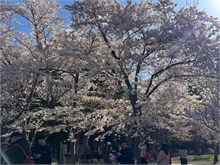 019-Maruyama-Park