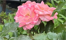 016-Glover-Gardens