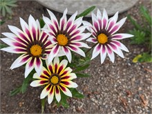 019-Glover-Gardens