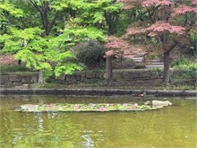 009-Orchid-Gardens-Nagoya