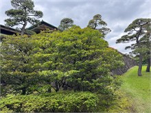 032-Imperial-Palace