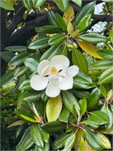019-East-Gardens