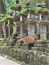 062-Nara