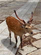 045-Todai-ji_Temple